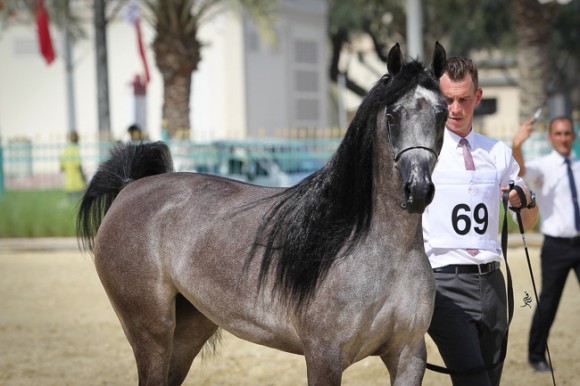 IMG_3976قطر ٢٠١٥