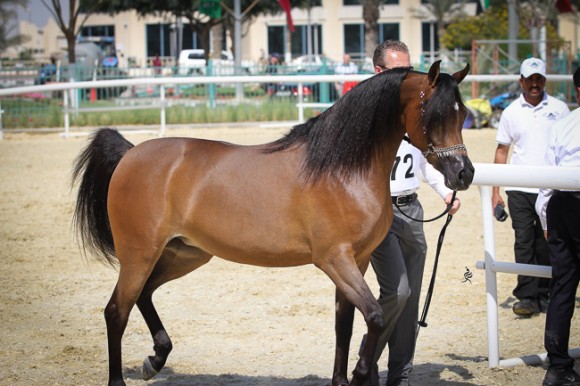 IMG_4012قطر ٢٠١٥