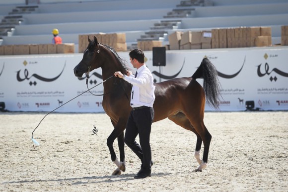 IMG_4043قطر ٢٠١٥