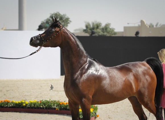 IMG_4096قطر ٢٠١٥