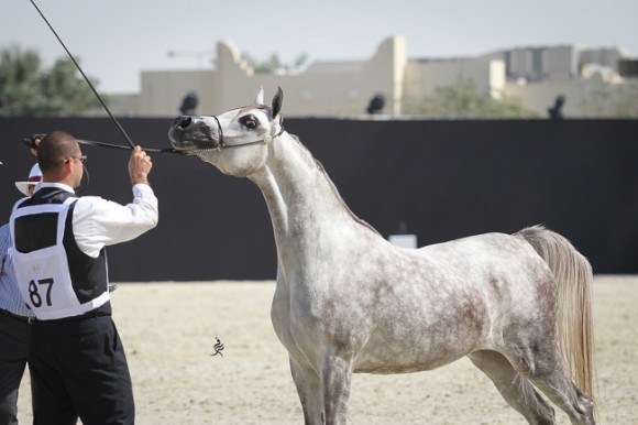 IMG_4176قطر ٢٠١٥