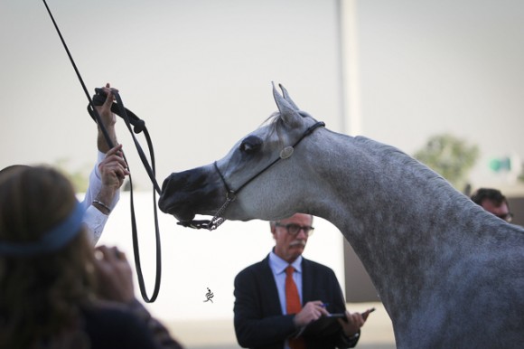 IMG_4214قطر ٢٠١٥