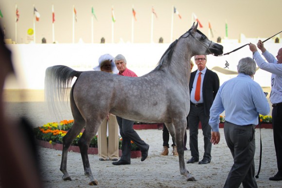 IMG_4250قطر ٢٠١٥