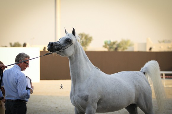 IMG_4401قطر ٢٠١٥