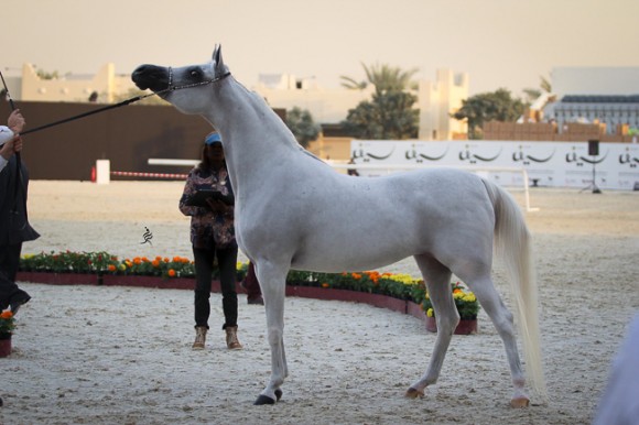 IMG_4439قطر ٢٠١٥