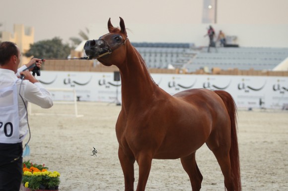 IMG_4505قطر ٢٠١٥