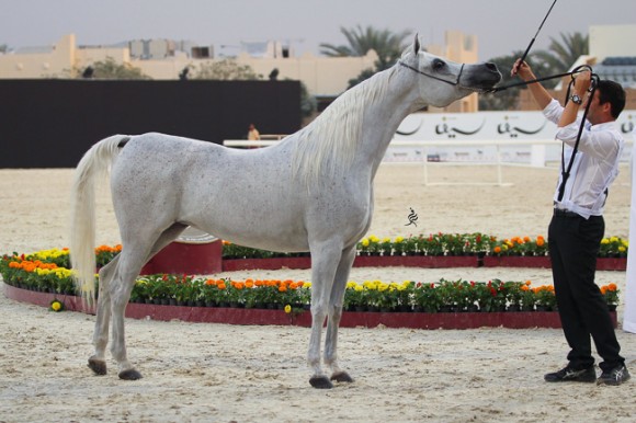 IMG_4533قطر ٢٠١٥