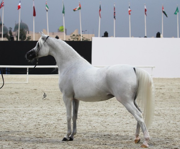 IMG_4557قطر ٢٠١٥