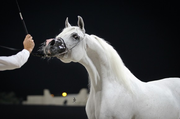 IMG_4633قطر ٢٠١٥