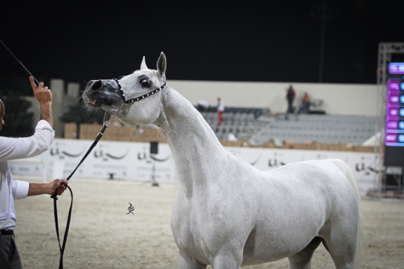 IMG_4676قطر ٢٠١٥