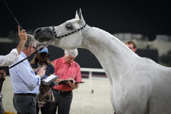 IMG_4691قطر ٢٠١٥