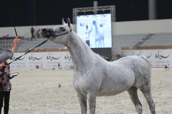 IMG_4757قطر ٢٠١٥