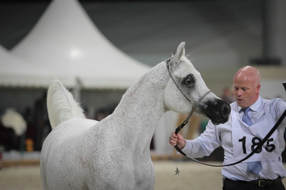 IMG_4852قطر ٢٠١٥