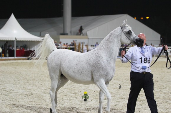 IMG_4865قطر ٢٠١٥