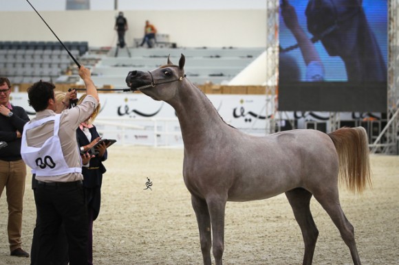 IMG_4966قطر ٢٠١٥