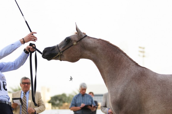 IMG_5052قطر ٢٠١٥