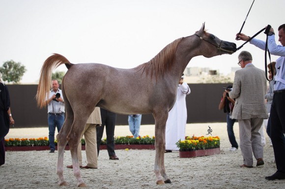 IMG_5089قطر ٢٠١٥