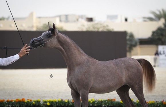 IMG_5097قطر ٢٠١٥