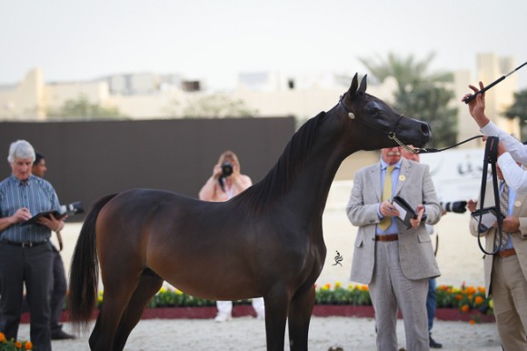 IMG_5124قطر ٢٠١٥