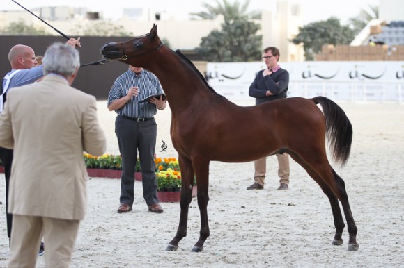 IMG_5149قطر ٢٠١٥