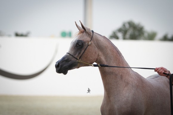 IMG_5208قطر ٢٠١٥