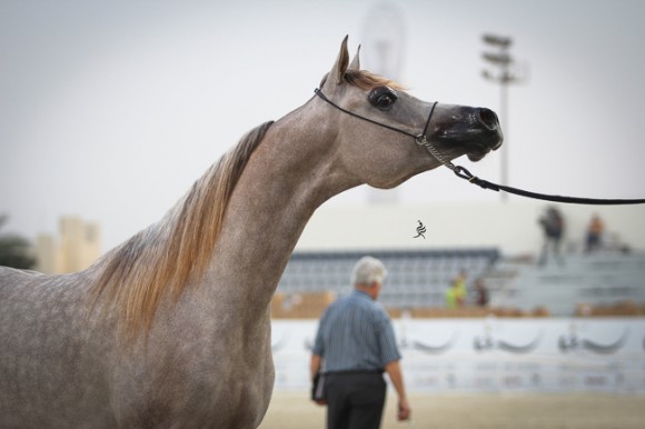 IMG_5234قطر ٢٠١٥