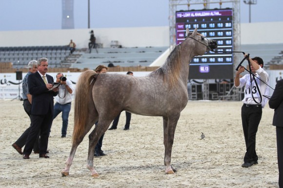 IMG_5258قطر ٢٠١٥