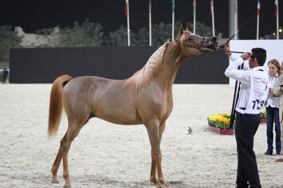 IMG_5308قطر ٢٠١٥