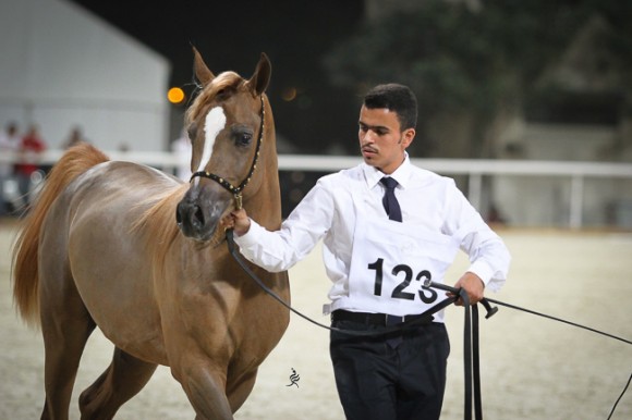 IMG_5329قطر ٢٠١٥