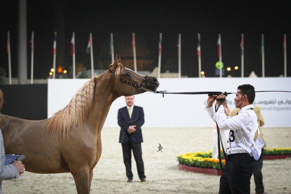 IMG_5345قطر ٢٠١٥