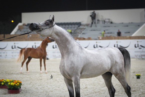 IMG_5362قطر ٢٠١٥