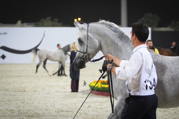 IMG_5376قطر ٢٠١٥