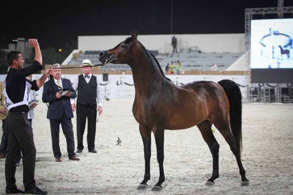 IMG_5447قطر ٢٠١٥