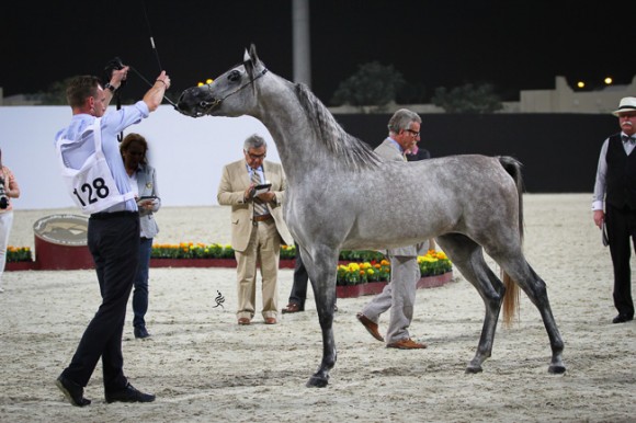 IMG_5482قطر ٢٠١٥