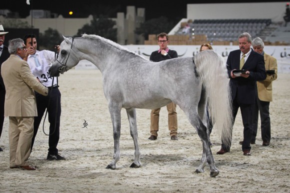 IMG_5517قطر ٢٠١٥