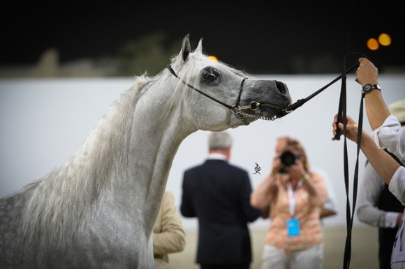 IMG_5532قطر ٢٠١٥