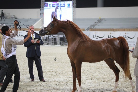 IMG_5572قطر ٢٠١٥