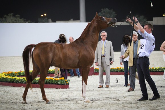 IMG_5630قطر ٢٠١٥