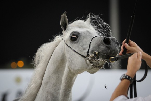 IMG_5675قطر ٢٠١٥