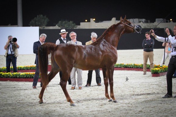 IMG_5719قطر ٢٠١٥