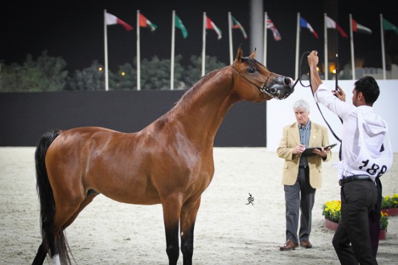 IMG_5754قطر ٢٠١٥