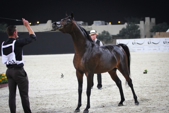 IMG_5769قطر ٢٠١٥