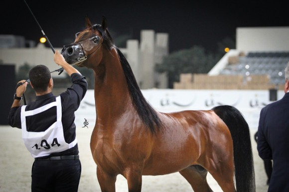 IMG_5819قطر ٢٠١٥