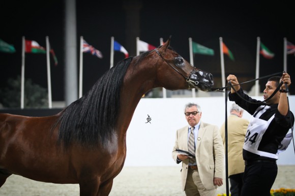 IMG_5844قطر ٢٠١٥