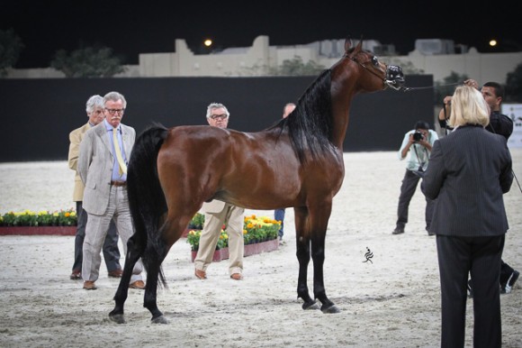 IMG_5955قطر ٢٠١٥