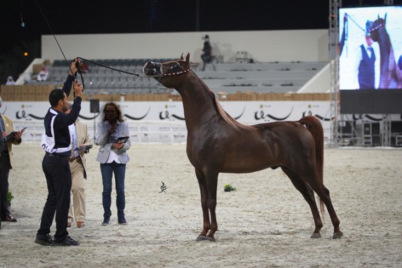 IMG_5975قطر ٢٠١٥