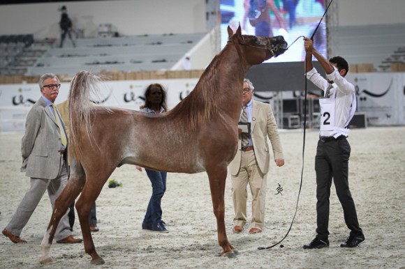 IMG_5977قطر ٢٠١٥