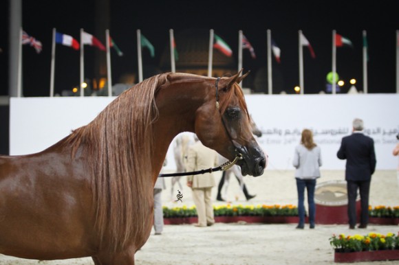 IMG_6025قطر ٢٠١٥