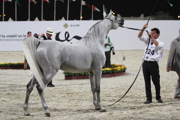 IMG_6202قطر ٢٠١٥