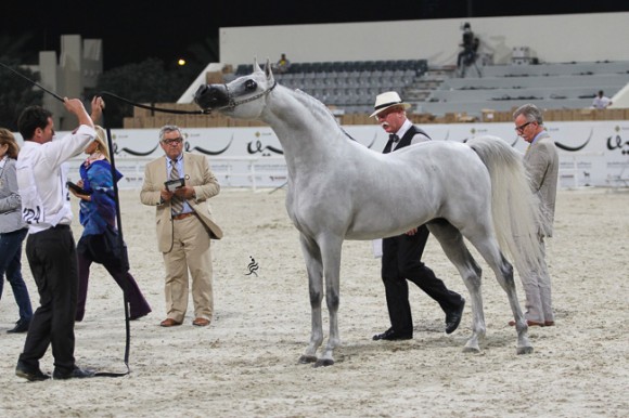 IMG_6215قطر ٢٠١٥